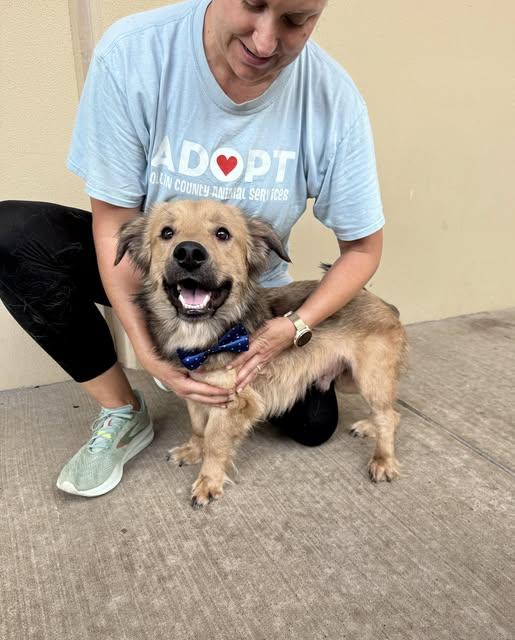 Judo, Adoptable, Young Male Corgi & Shepherd.