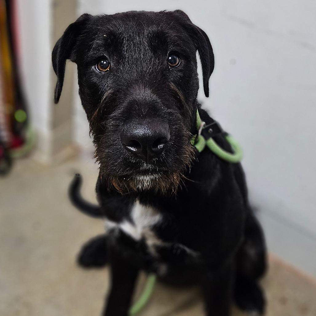 Gaston, Adoptable, Young Male Mixed Breed.