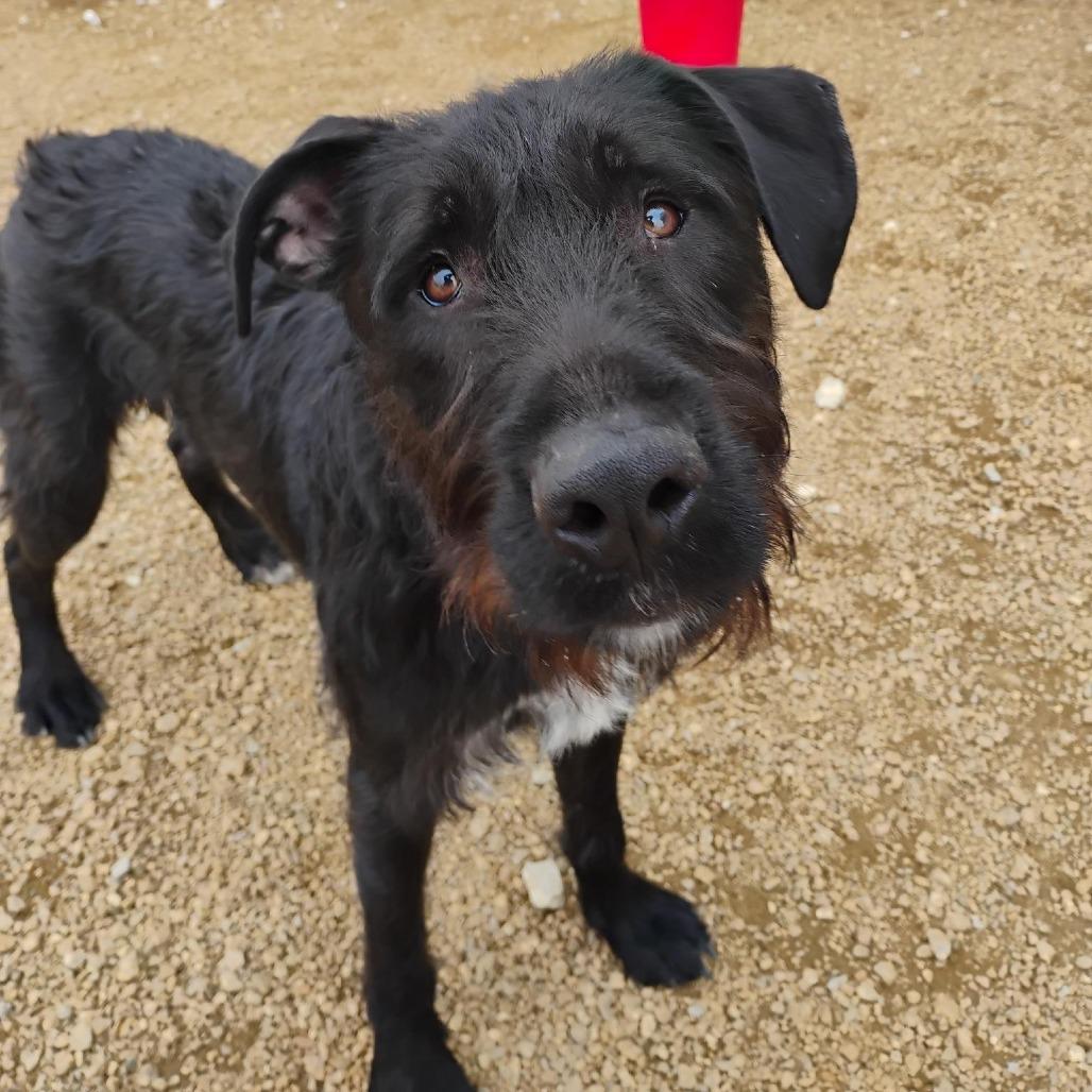 Gaston, a Adoptable Mixed Breed in Bentonville, AR image 2/5