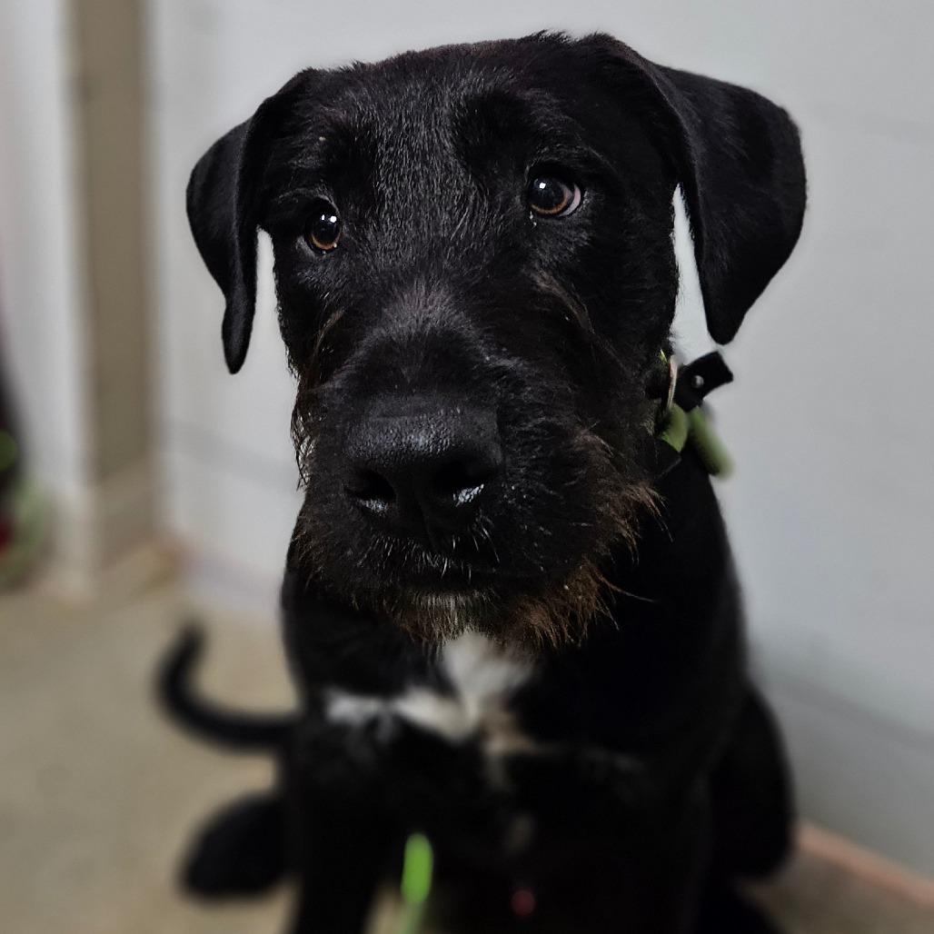 Gaston, a Adoptable Mixed Breed in Bentonville, AR image 3/5