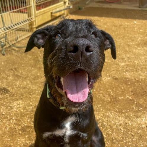 Gaston, a Adoptable Mixed Breed in Bentonville, AR image 4/5