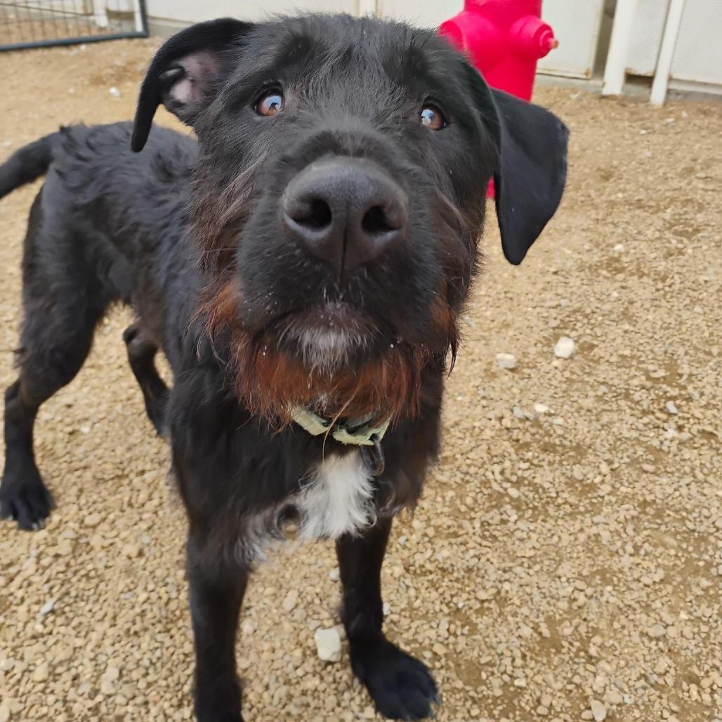 Gaston, a Adoptable Mixed Breed in Bentonville, AR image 5/5