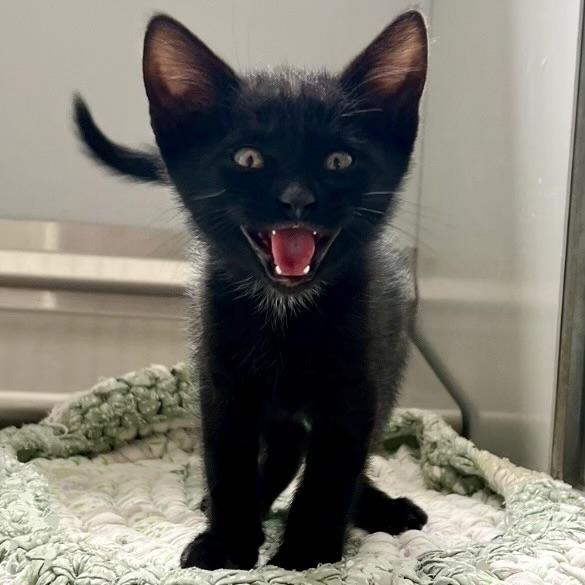 61133705, ADOPTABLE, Kitten Male Domestic Short Hair.