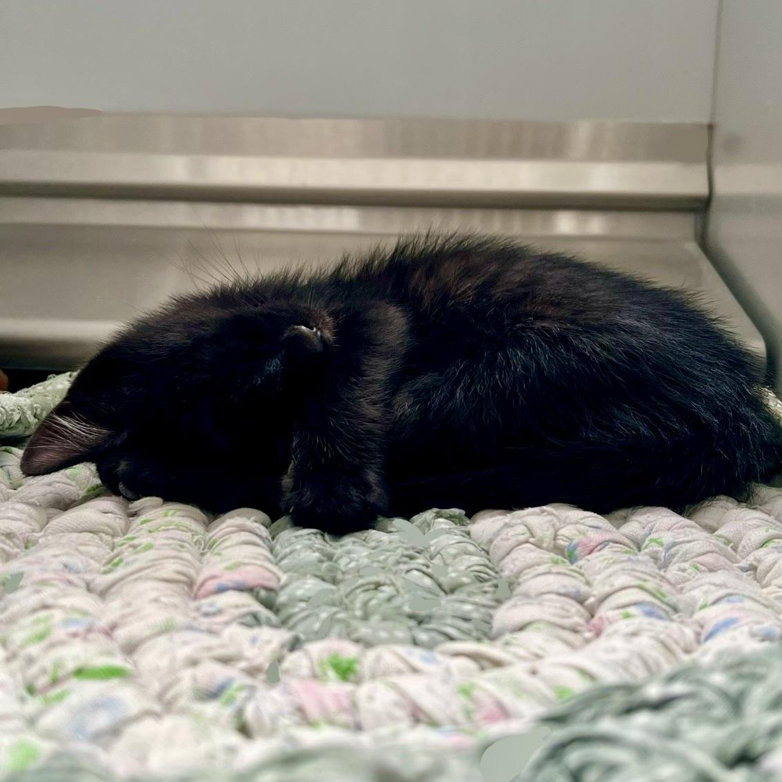 Enlarge 61133705, a ADOPTABLE mixed breed in Elko, NV image 2/2