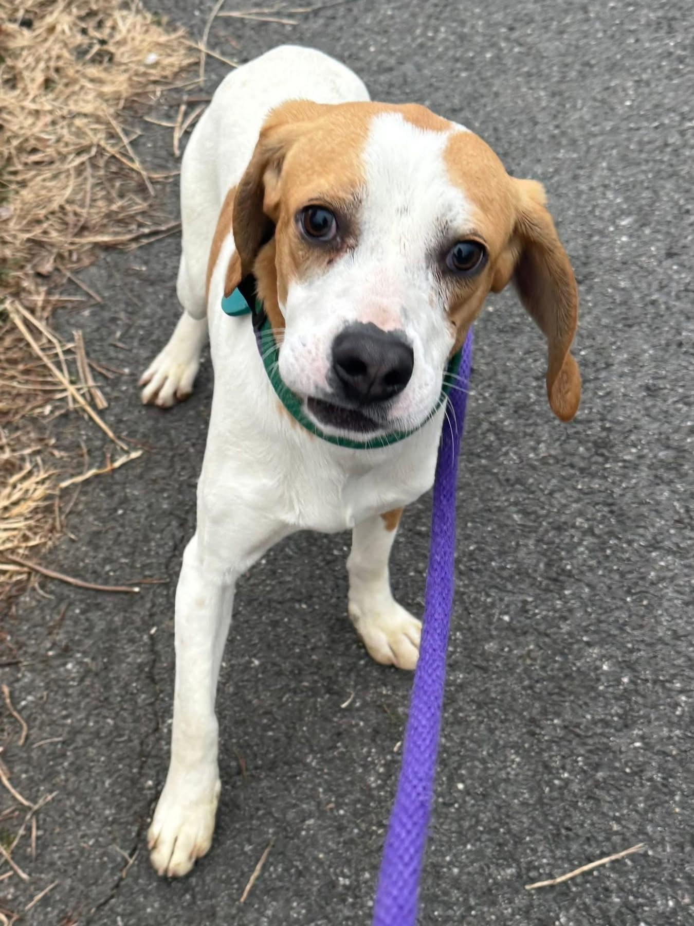 Cinnamon Raisin thumbnail 2