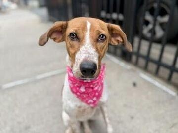 Petra, Adoptable, Puppy Female Mixed Breed.