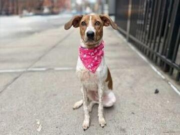 Petra, a Adoptable mixed breed in New York, NY image 2/6