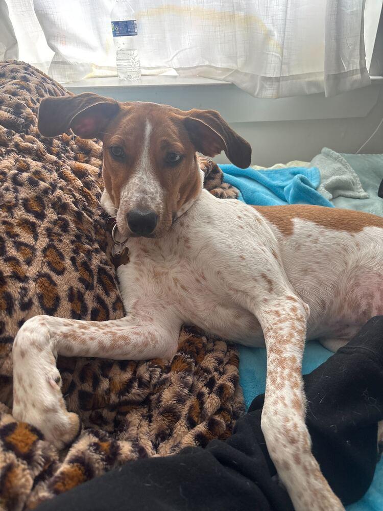 Petra, a Adoptable mixed breed in New York, NY image 1/6