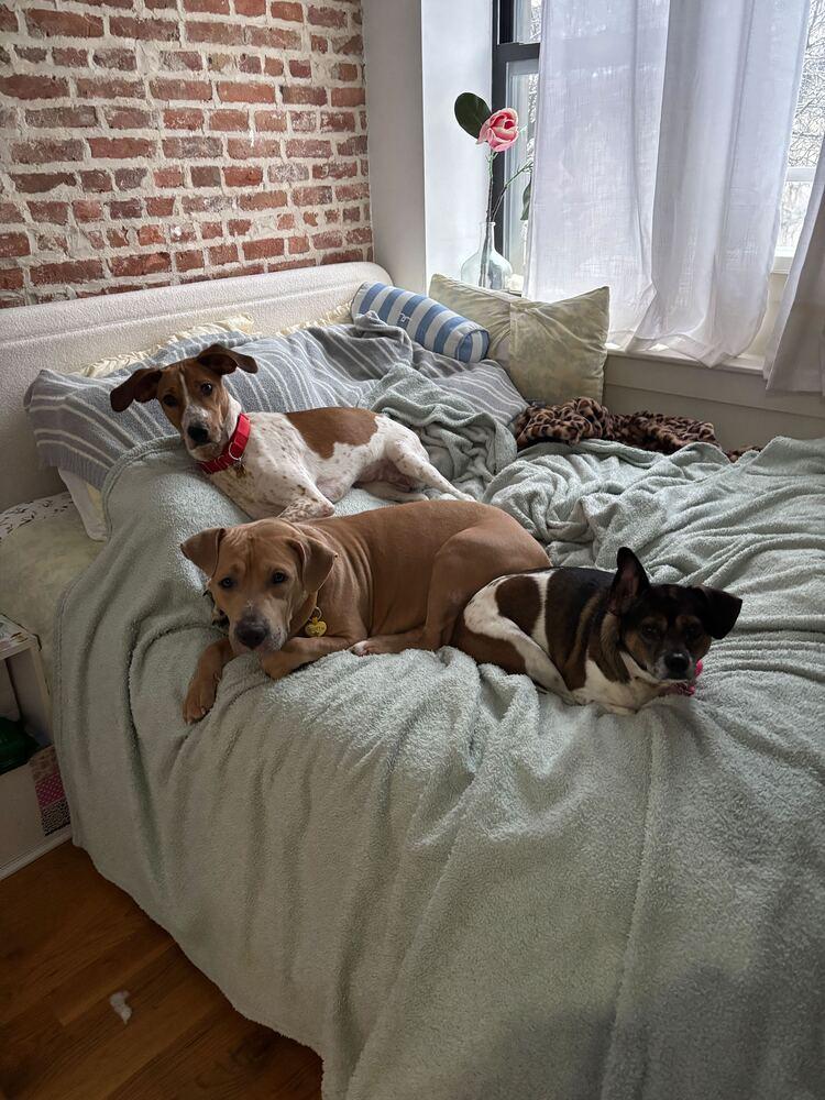 Petra, a Adoptable mixed breed in New York, NY image 2/6