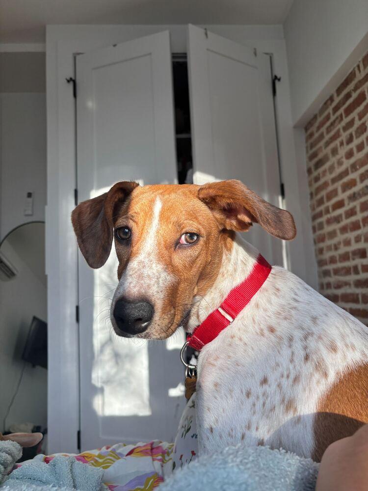 Petra, a Adoptable mixed breed in New York, NY image 3/6