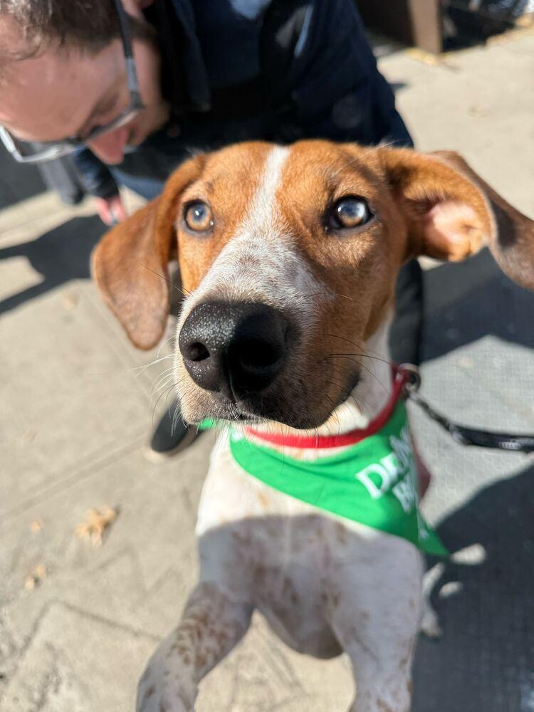 Enlarge Petra, a Adoptable mixed breed in New York, NY image 2/6