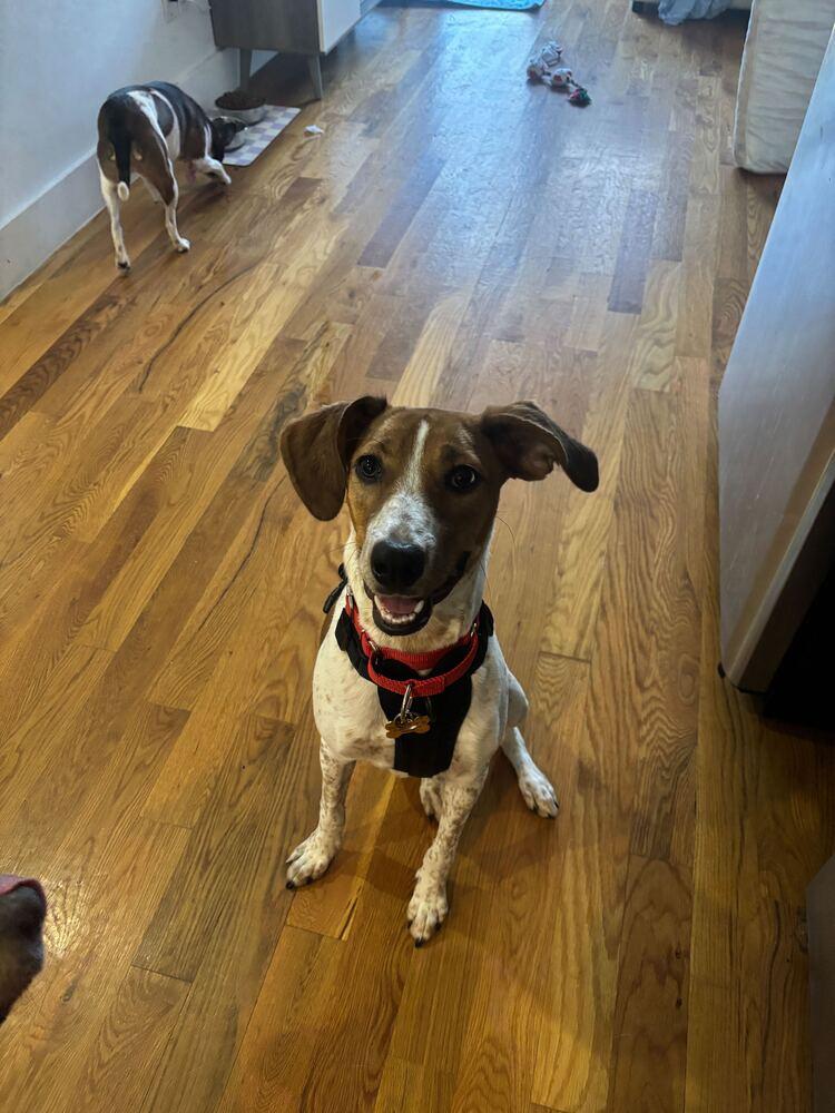 Petra, a Adoptable mixed breed in New York, NY image 5/6