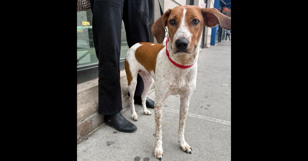 Enlarge Petra, a Adoptable mixed breed in New York, NY image 4/6