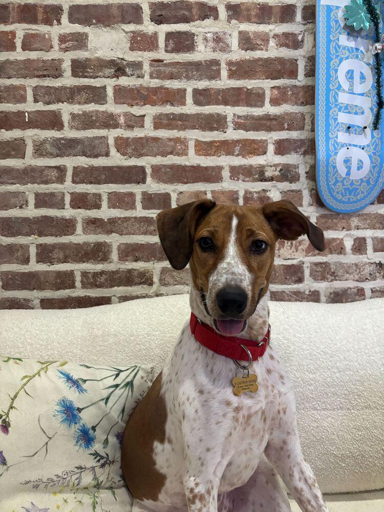 Petra, a Adoptable mixed breed in New York, NY image 6/6