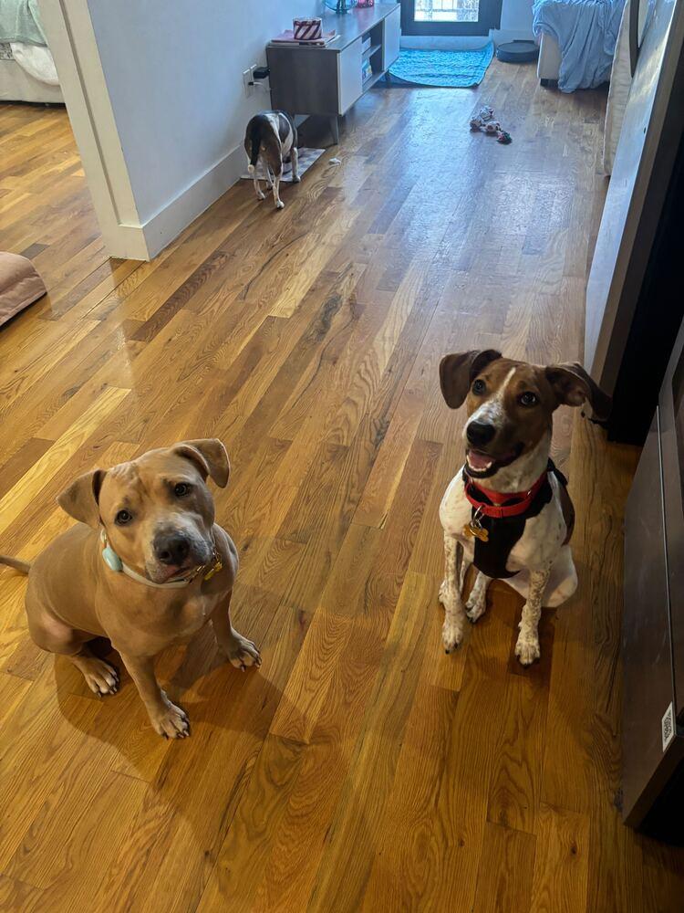 Petra, a Adoptable mixed breed in New York, NY image 6/6