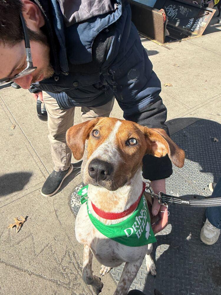 Enlarge Petra, a Adoptable mixed breed in New York, NY image 6/6