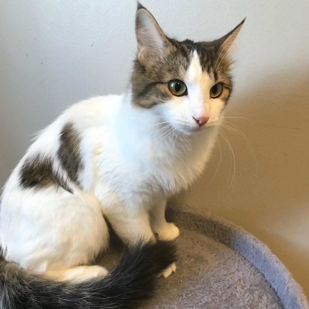 Zoey, Adoptable, Adult Female Domestic Medium Hair.