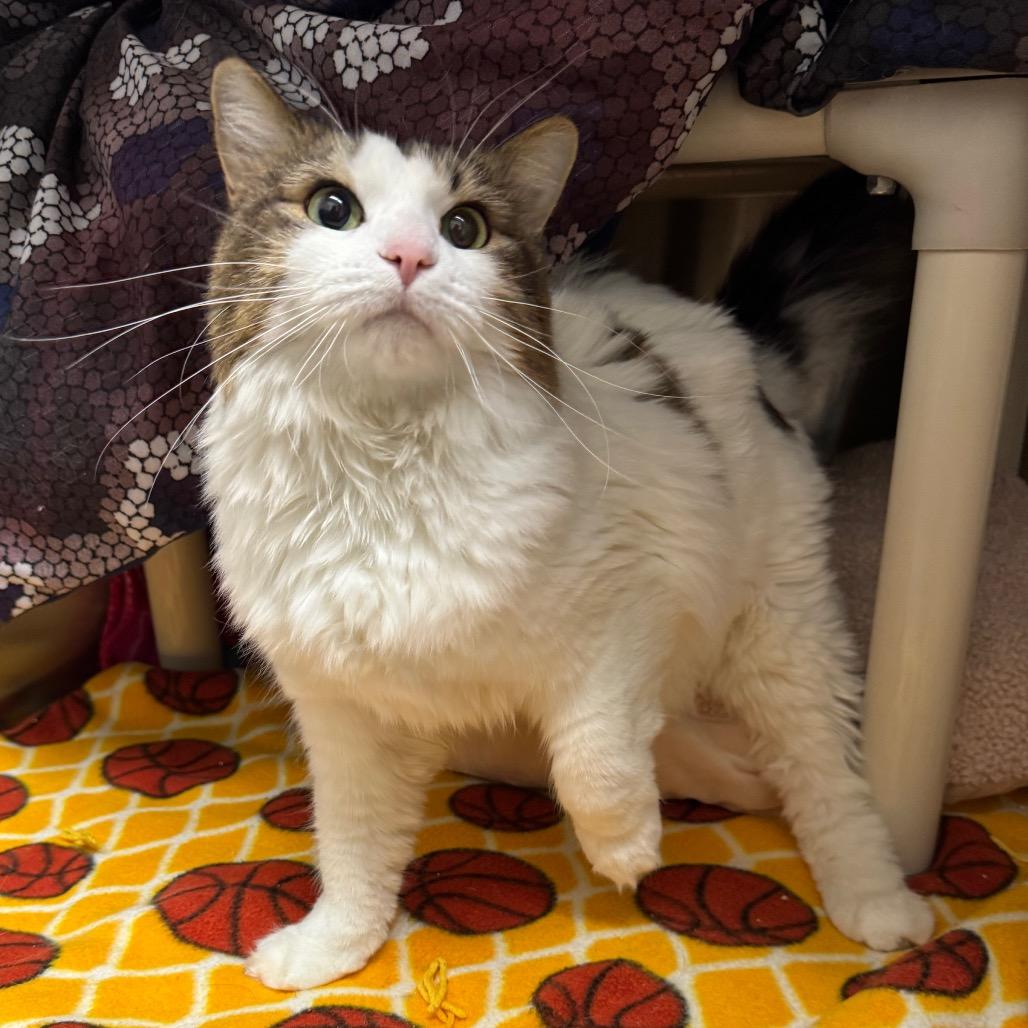 Enlarge Zoey, a Adoptable Domestic Medium Hair in Detroit Lakes, MN image 2/4