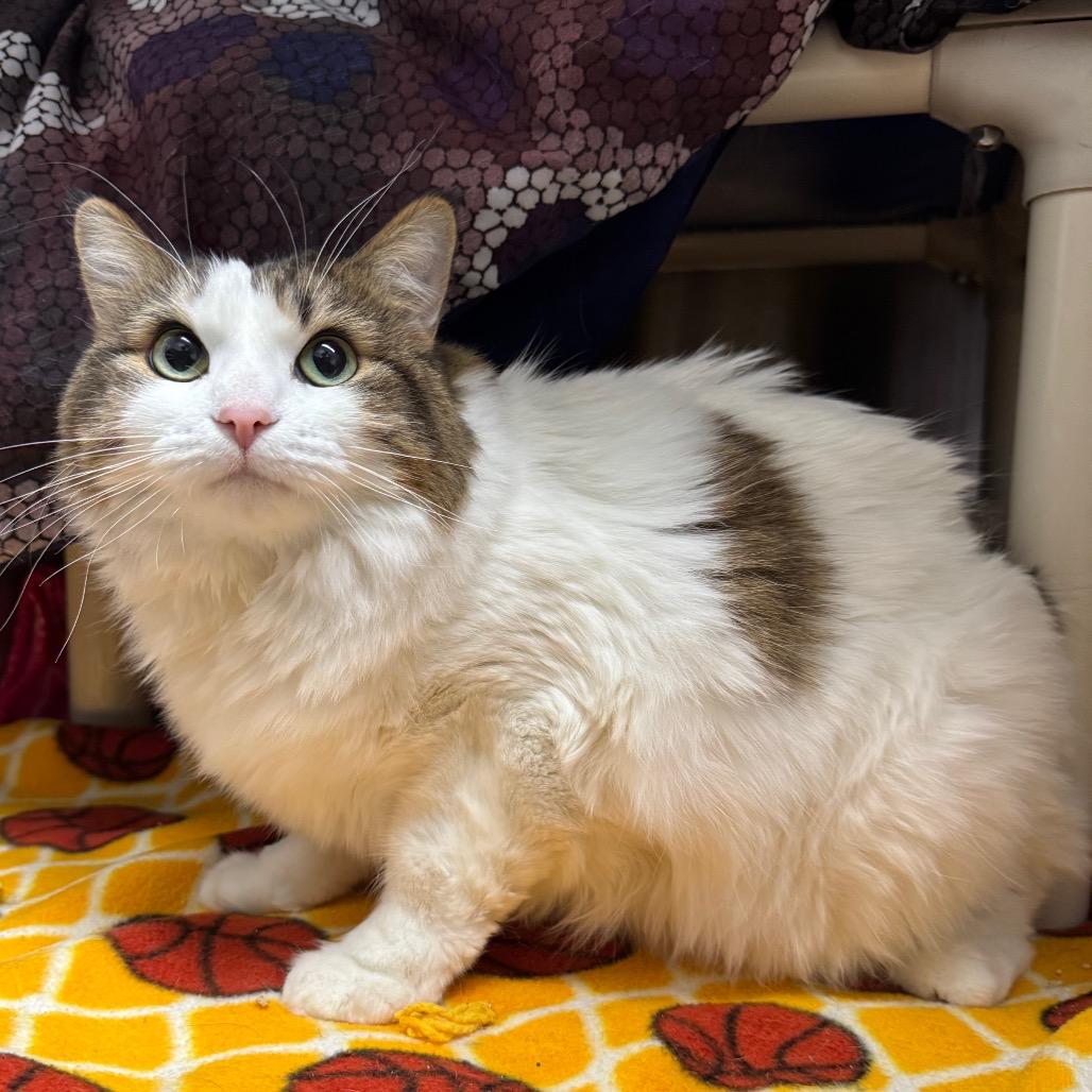 Enlarge Zoey, a Adoptable Domestic Medium Hair in Detroit Lakes, MN image 3/4