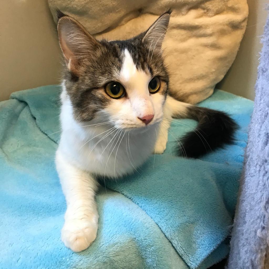 Enlarge Zoey, a Adoptable Domestic Medium Hair in Detroit Lakes, MN image 4/4