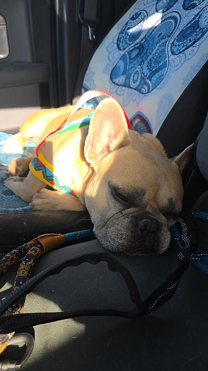 Enlarge CHONK, a Adoptable French Bulldog in Santa Clara, CA image 4/6