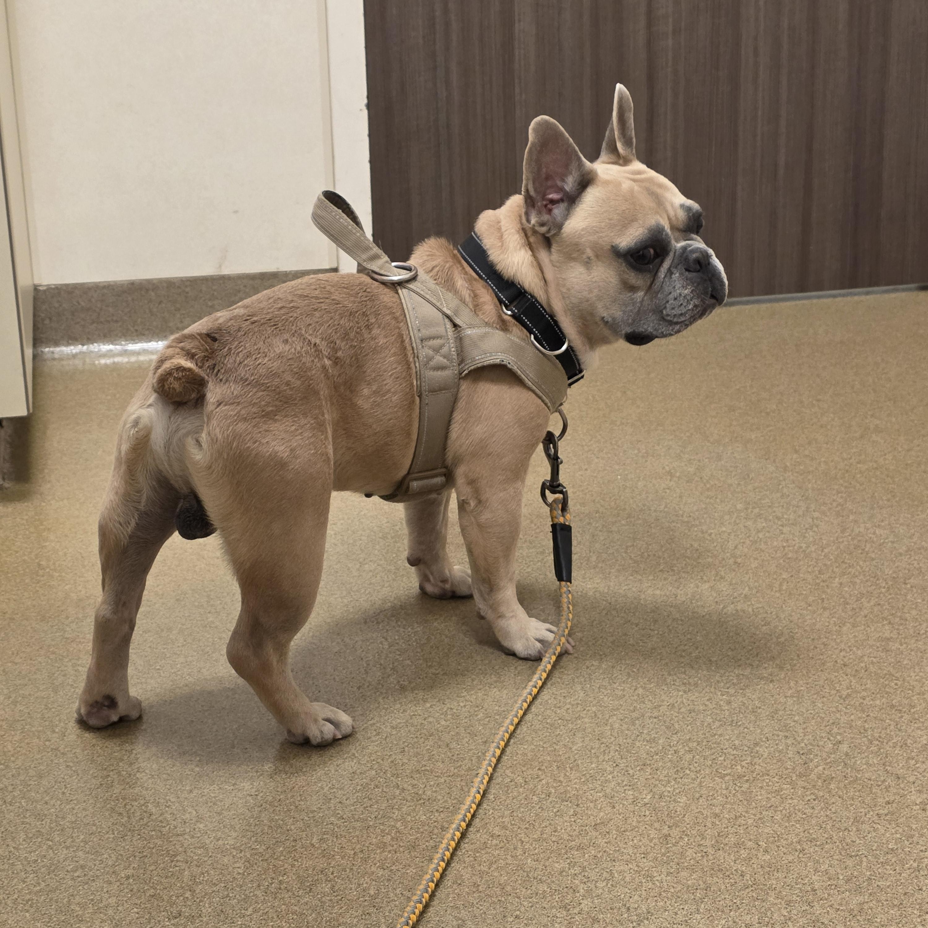 CHONK, Adoptable, Adult Male French Bulldog.