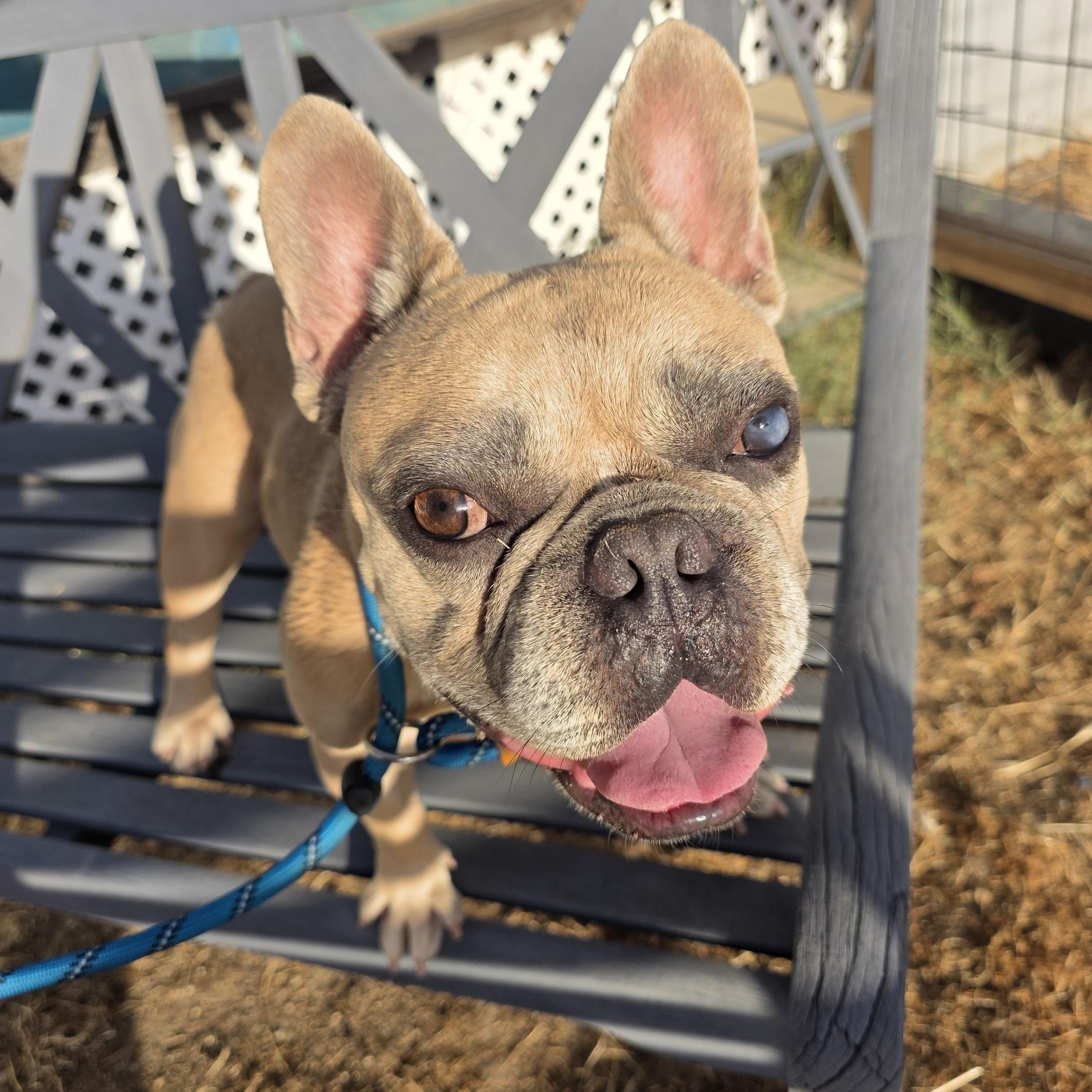 Enlarge CHONK, a Adoptable French Bulldog in Santa Clara, CA image 6/6