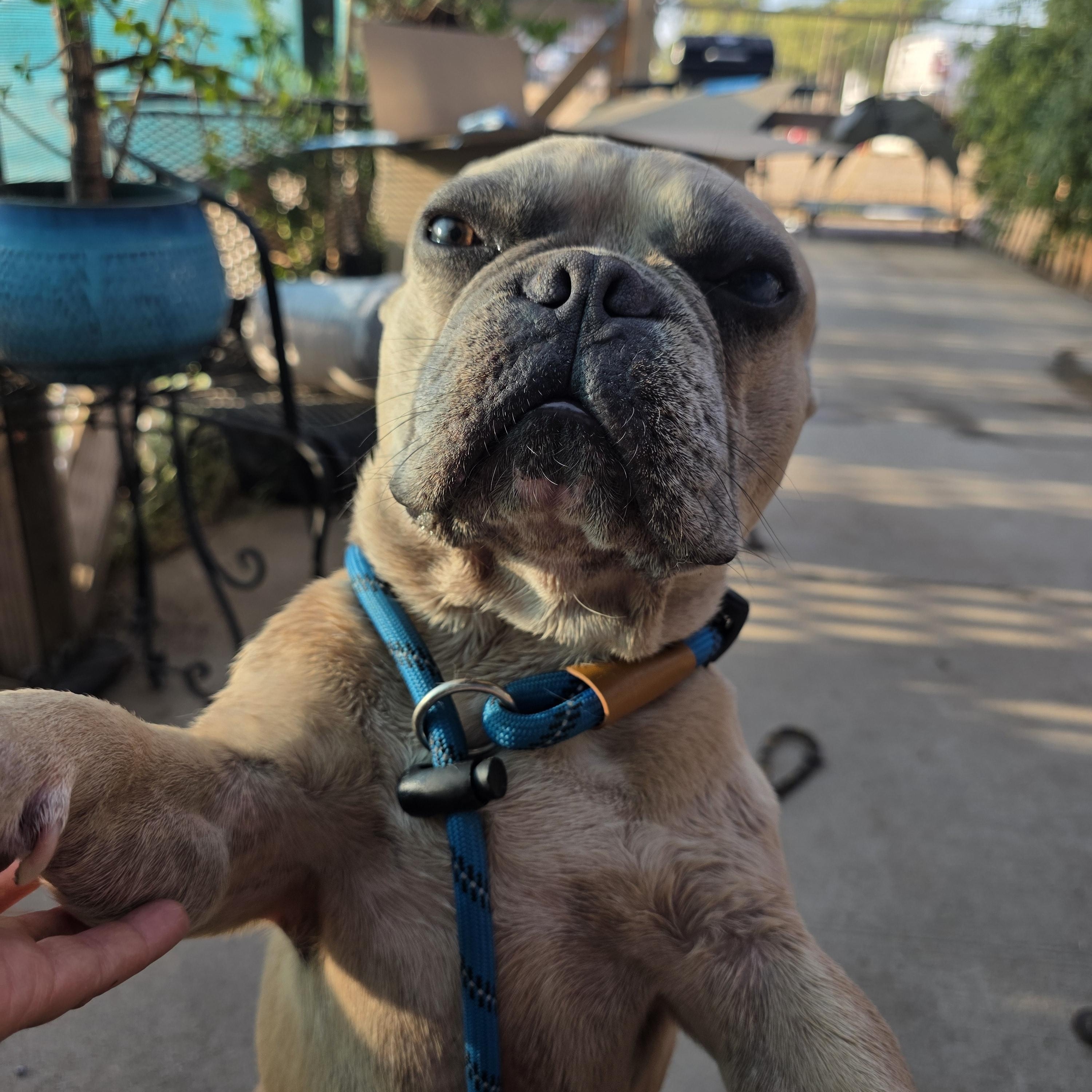 Enlarge CHONK, a Adoptable French Bulldog in Santa Clara, CA image 5/6