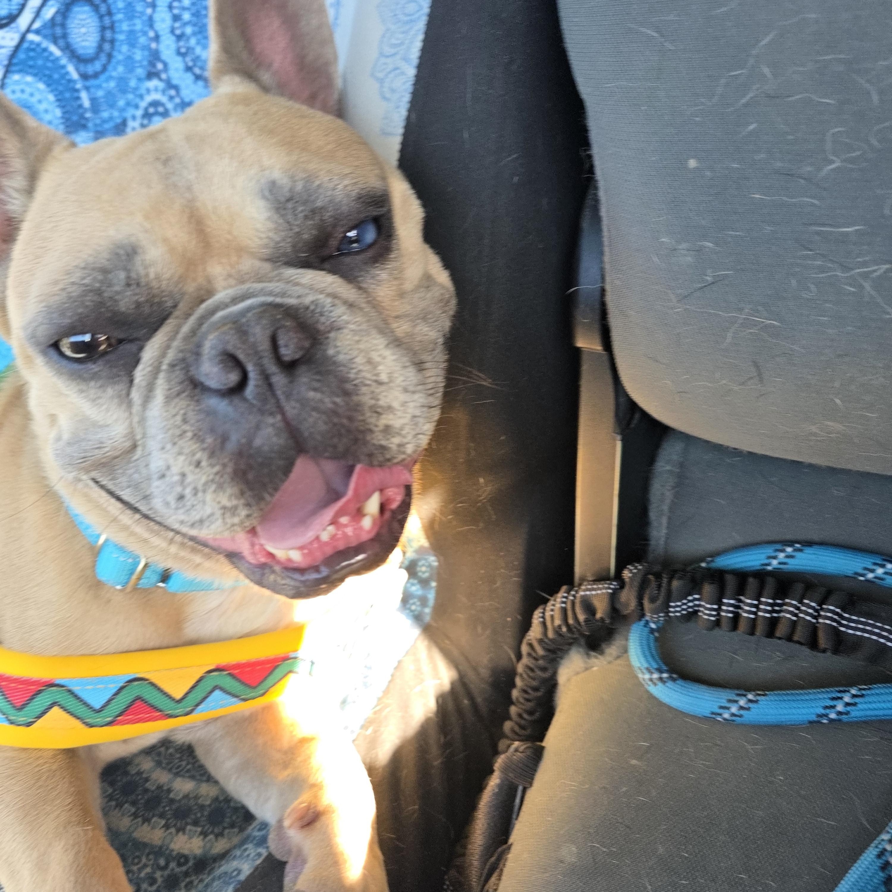 Enlarge CHONK, a Adoptable French Bulldog in Santa Clara, CA image 3/6