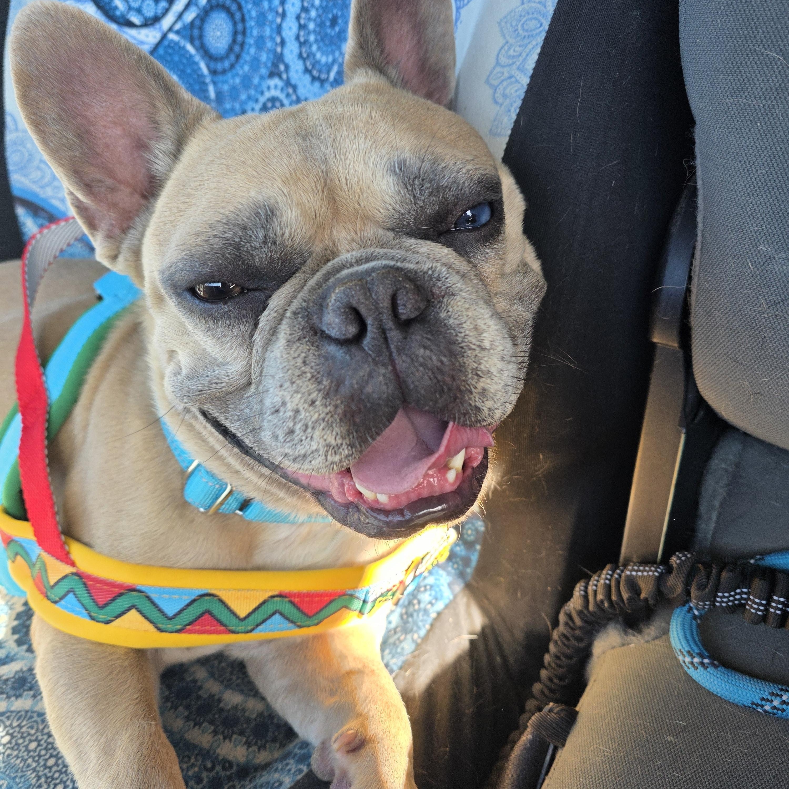 Enlarge CHONK, a Adoptable French Bulldog in Santa Clara, CA image 2/6