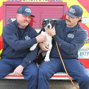 Cookie, ADOPTABLE, Puppy Male Pit Bull Terrier.
