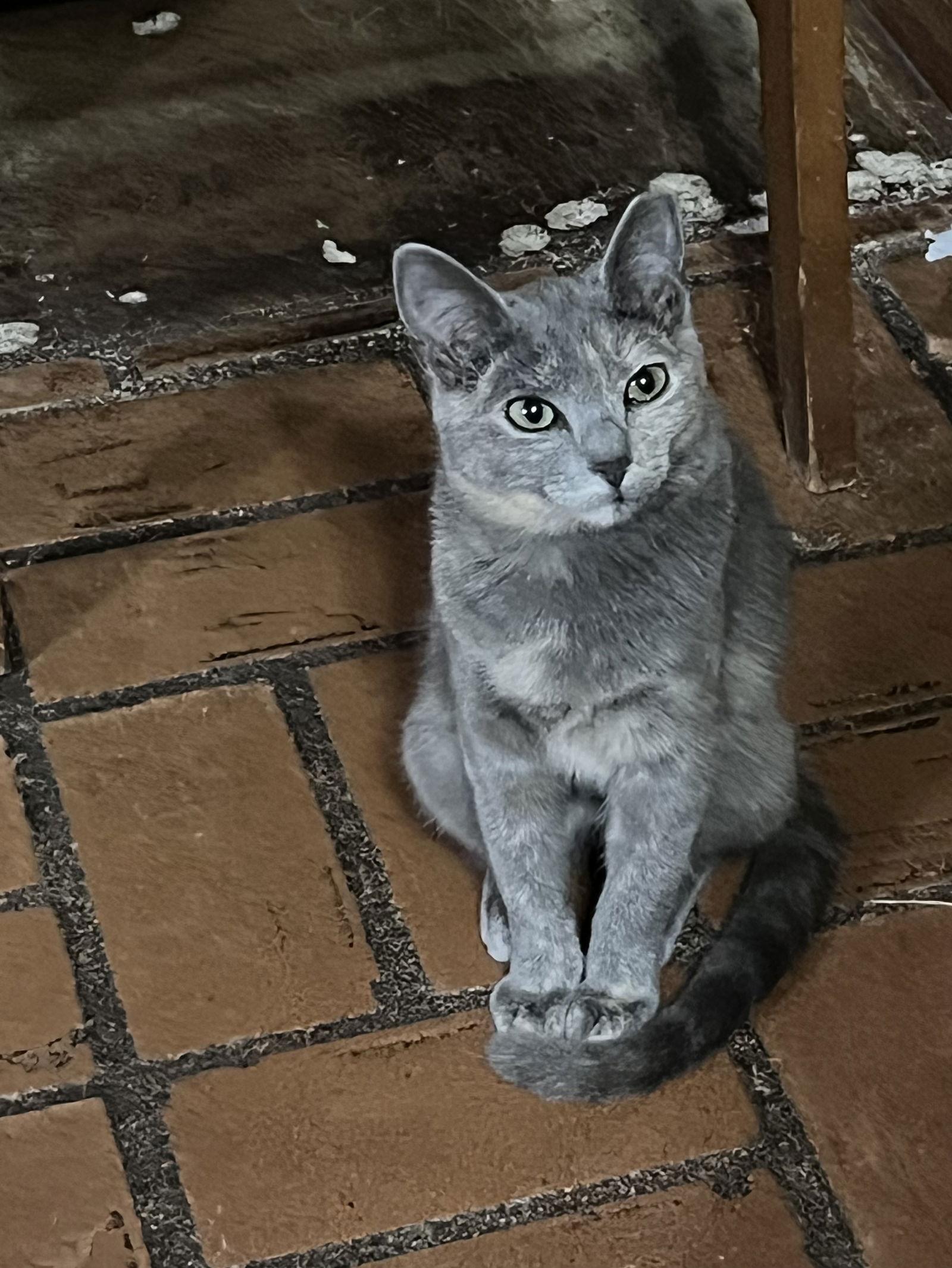 Enlarge Jessie, a Adopted Domestic Short Hair in McKinney, TX image 2/3