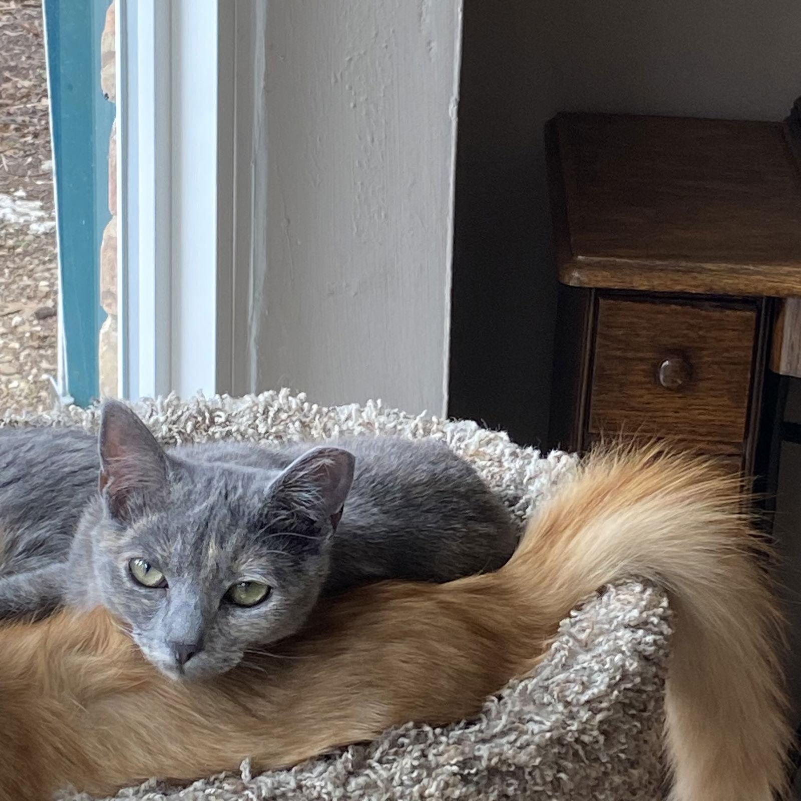 Enlarge Jessie, a Adopted Domestic Short Hair in McKinney, TX image 3/3