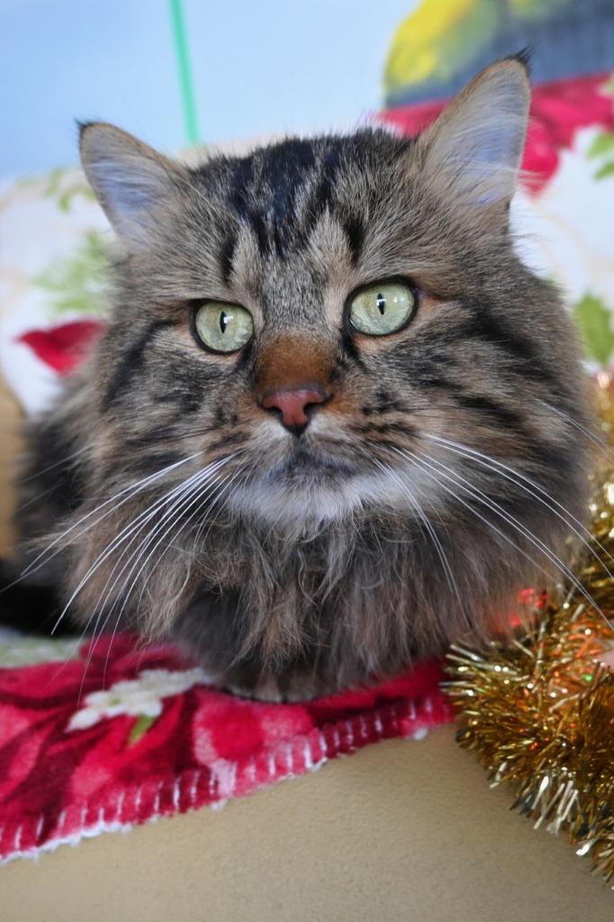 Oberon, Adoptable, Adult Male Domestic Medium Hair.