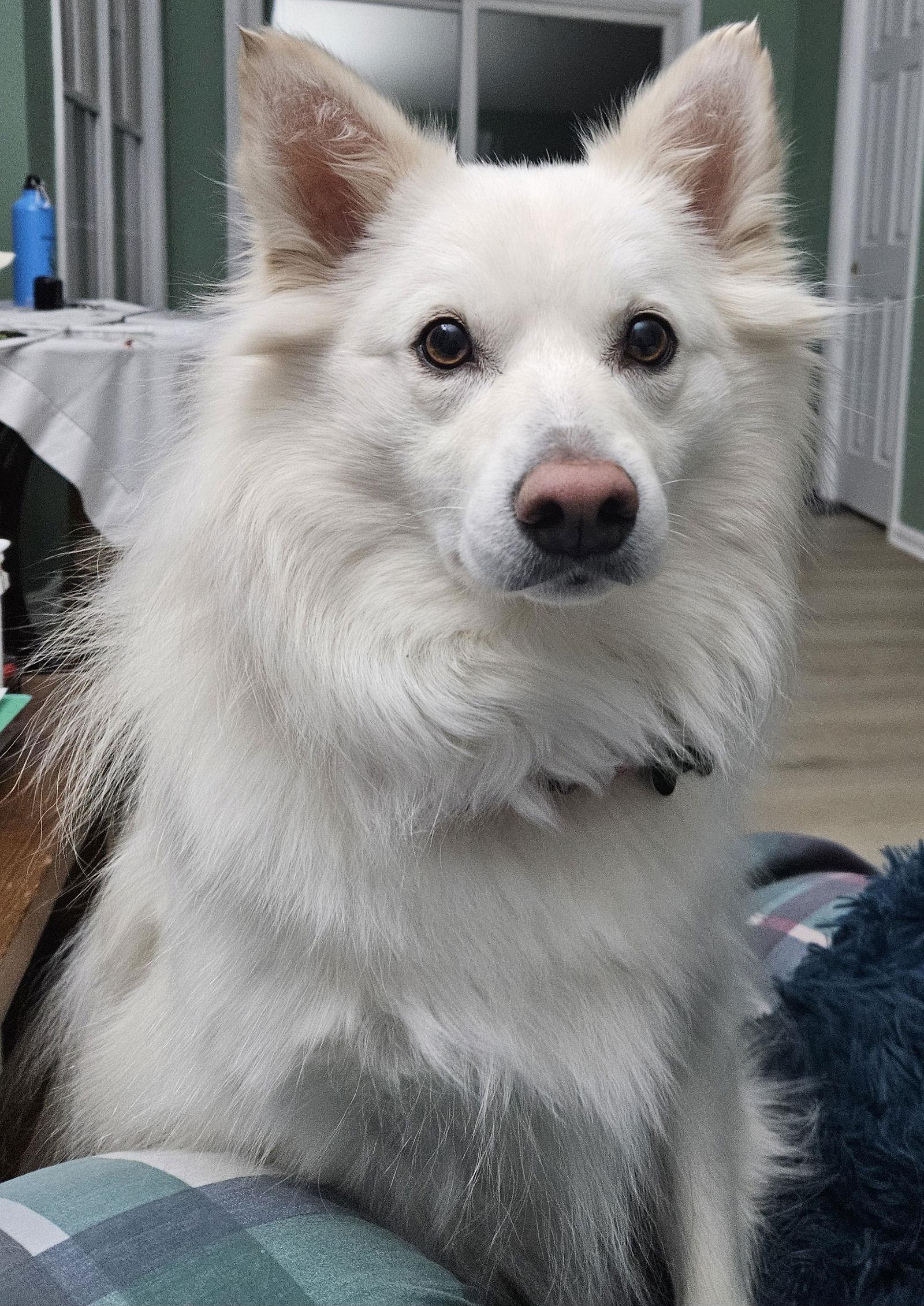 Henry of MD, Adoptable, Young Male American Eskimo Dog.