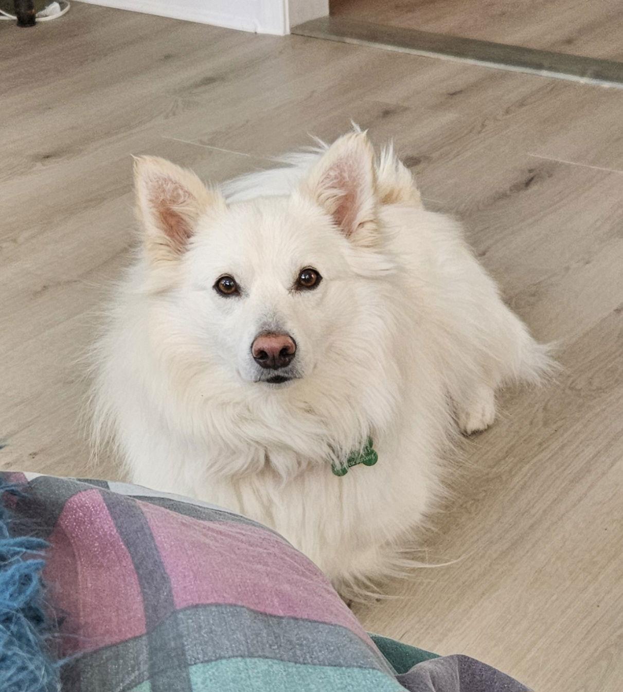 Enlarge Henry of MD, a Adopted American Eskimo Dog in Randallstown, MD image 2/3
