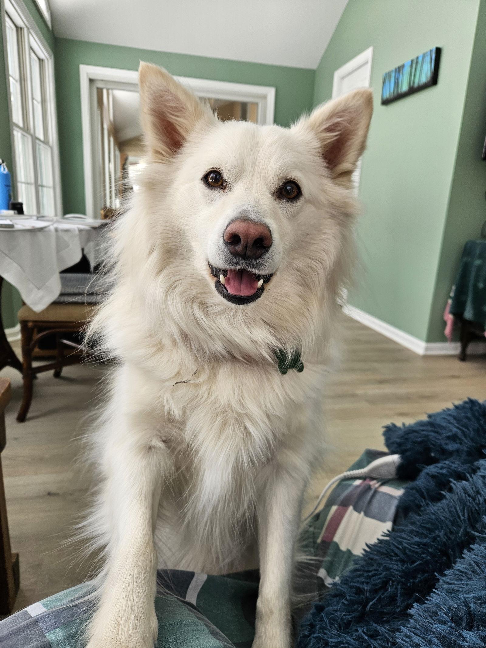 Enlarge Henry of MD, a Adopted American Eskimo Dog in Randallstown, MD image 3/3