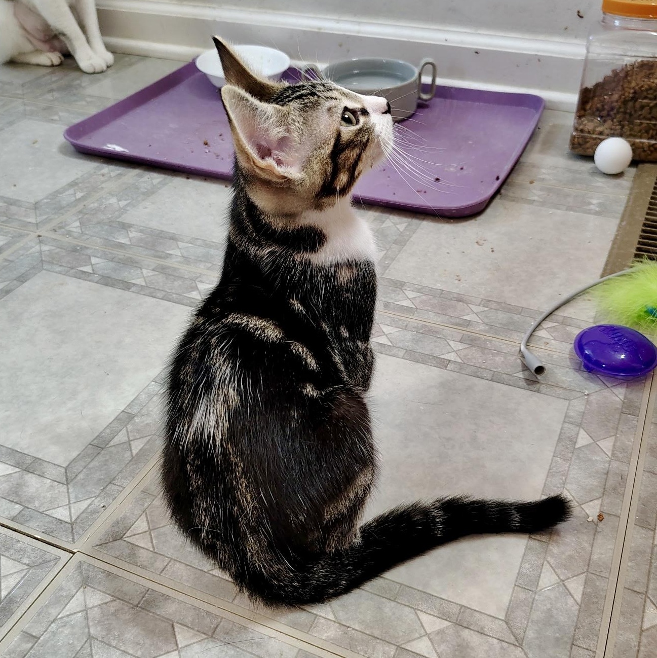 Overture, an adopted Domestic Short Hair in Richmond, VA image 2/3