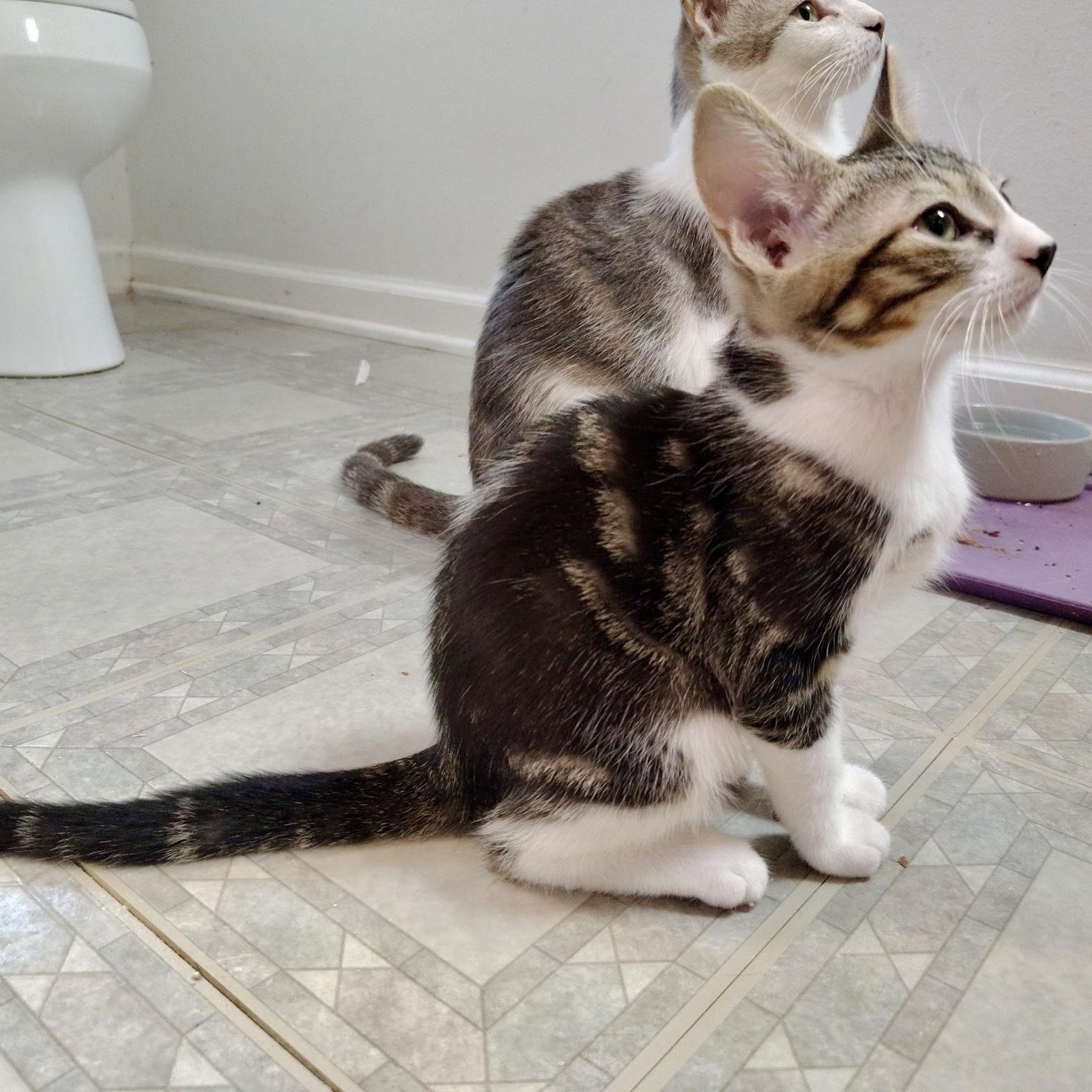 Overture, an adopted Domestic Short Hair in Richmond, VA image 3/3