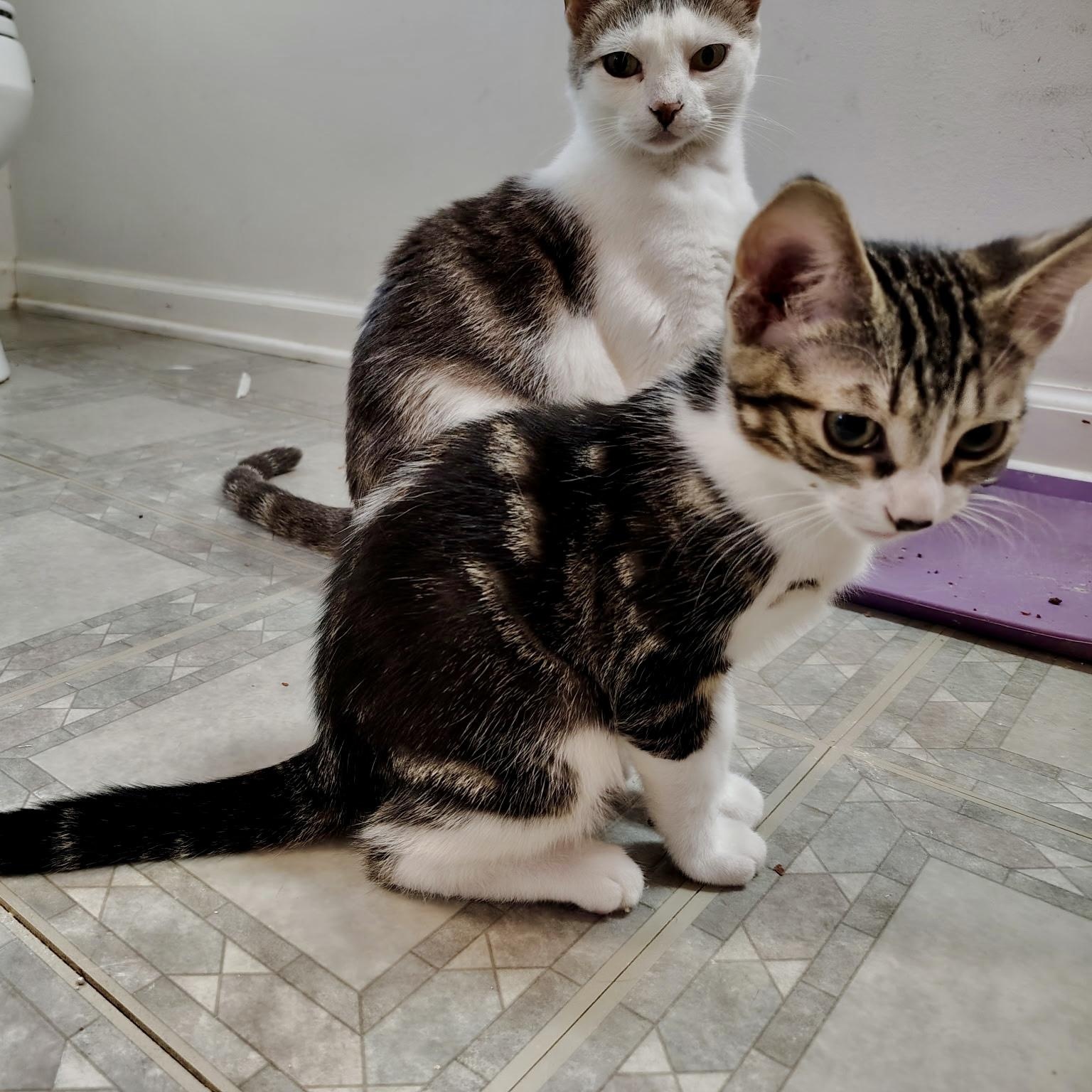 Overture, an adopted Domestic Short Hair in Richmond, VA image 1/3