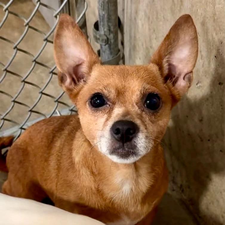 Coco, Adoptable, Adult Female Chihuahua.