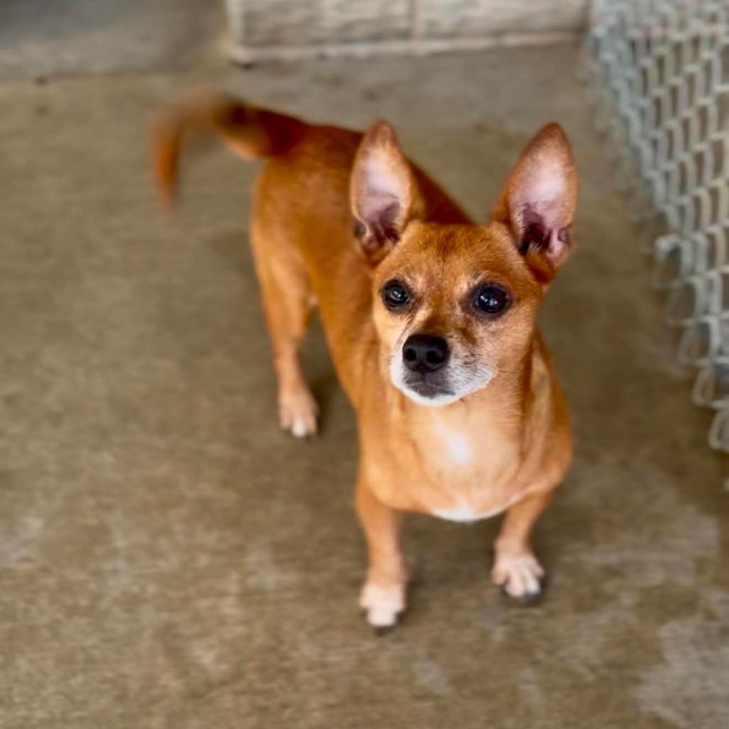 Coco, a Adoptable Chihuahua in Southington, OH image 2/2
