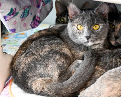 Iggy, Adoptable, Adult Female Domestic Short Hair.
