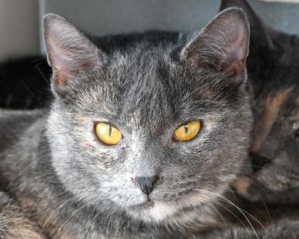 Enlarge Iggy, a Adoptable Domestic Short Hair in West Seneca, NY image 2/2