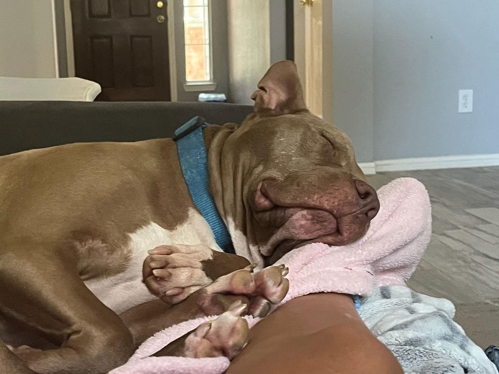 Chester, Adoptable, Young Male American Staffordshire Terrier.