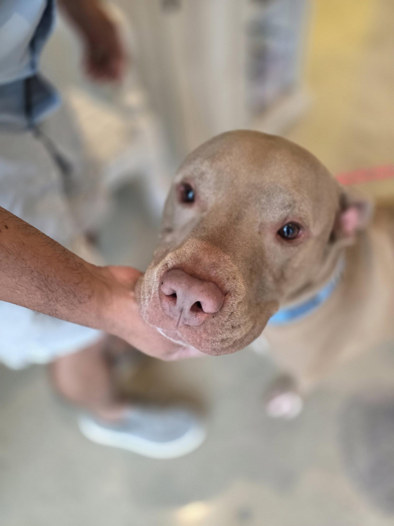 Chester, a Adoptable American Staffordshire Terrier in Rosenberg, TX image 3/3