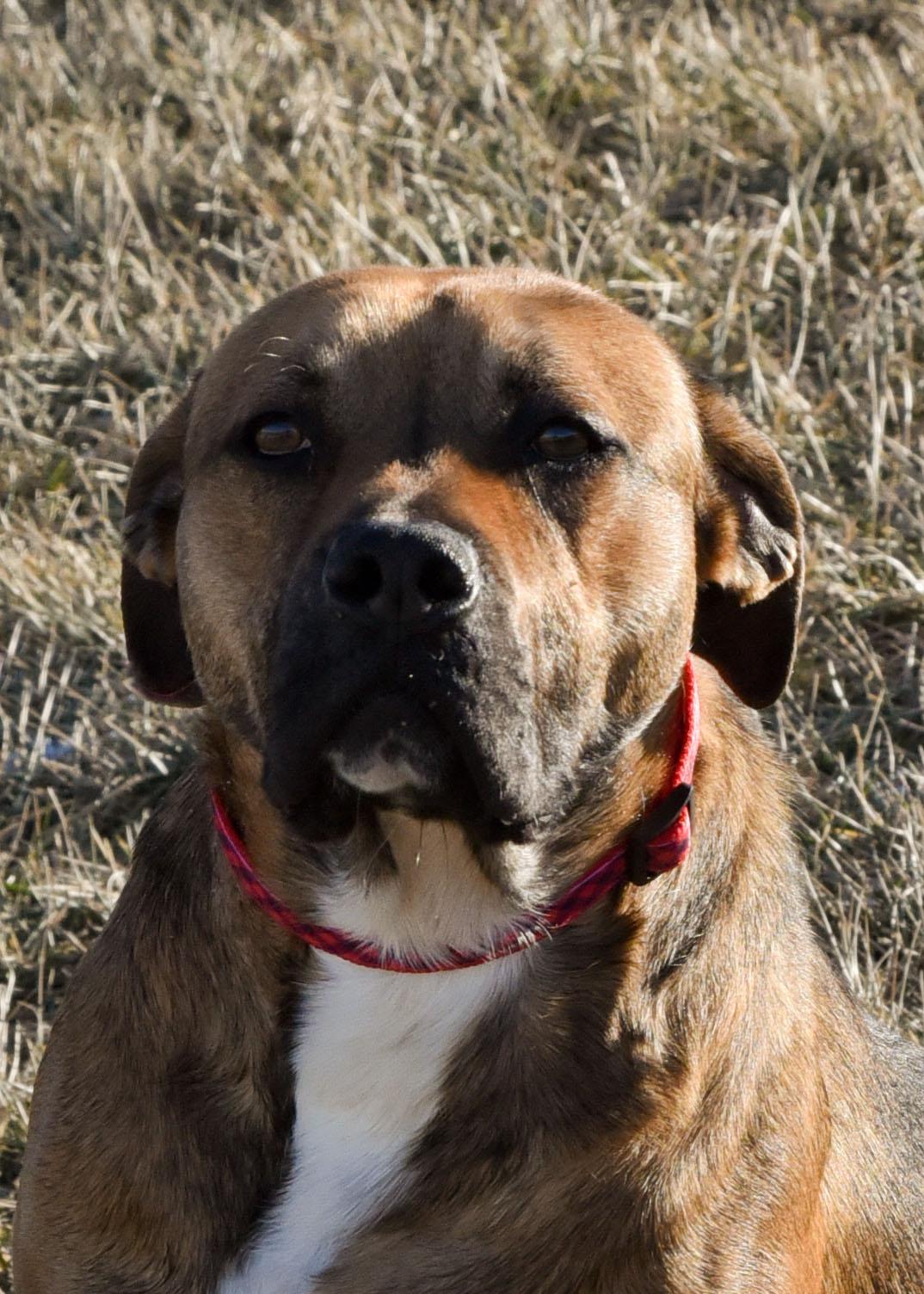 Flake, a Adoptable mixed breed in Jefferson, IA image 2/3