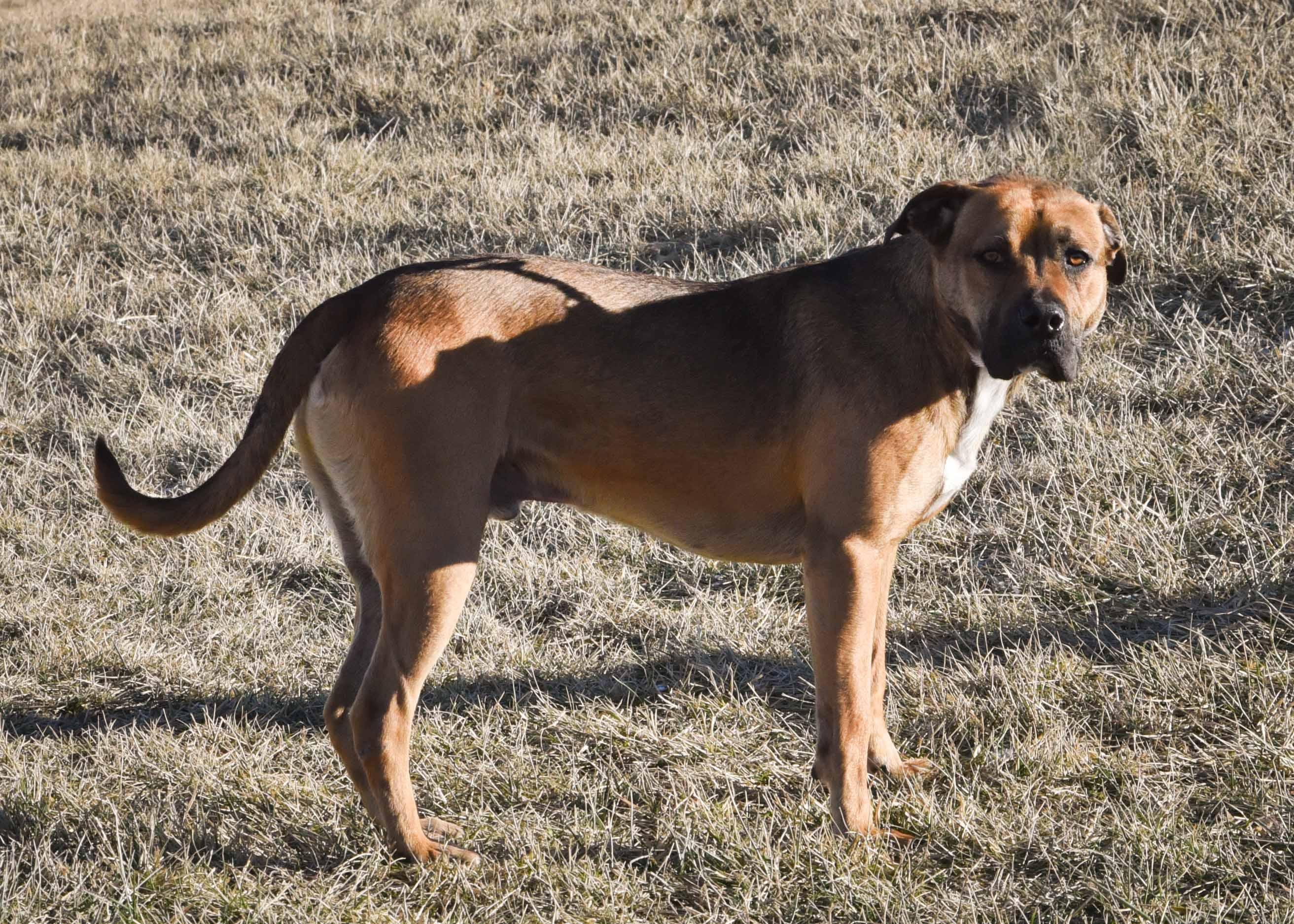 Flake, a Adoptable mixed breed in Jefferson, IA image 3/3