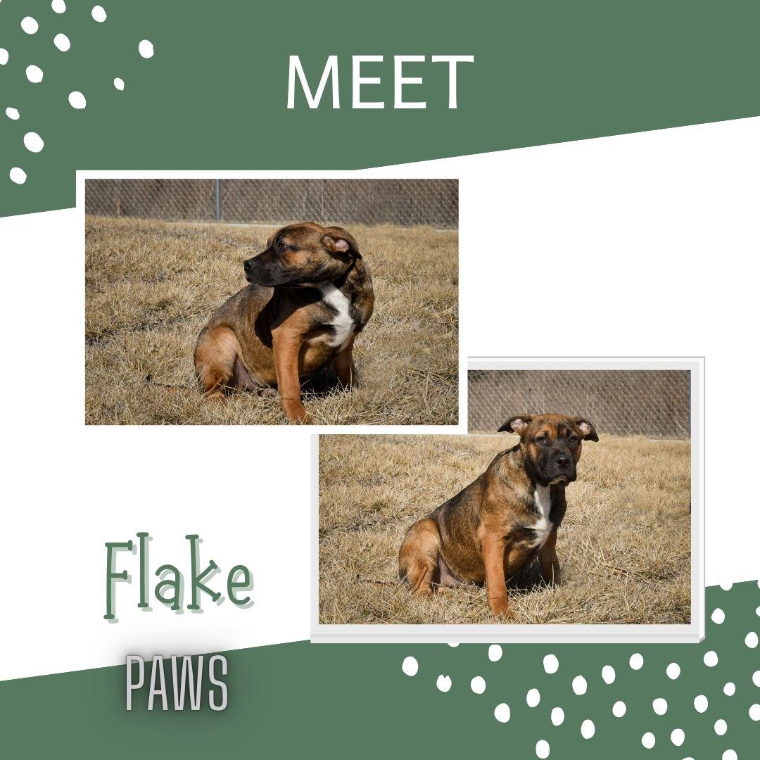 Flake, a Adoptable mixed breed in Jefferson, IA image 1/3