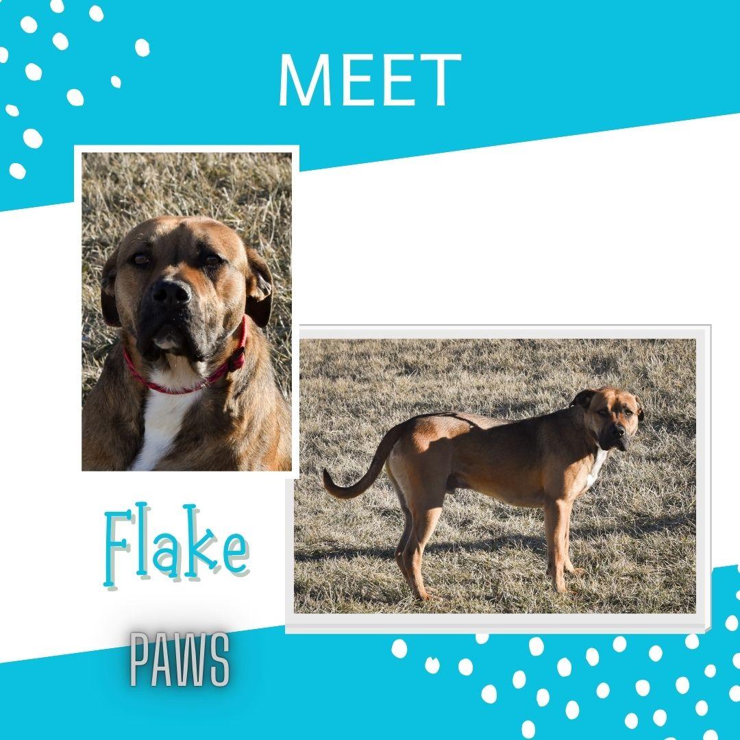 Flake, Adoptable, Young Male Pit Bull Terrier & Mastiff.